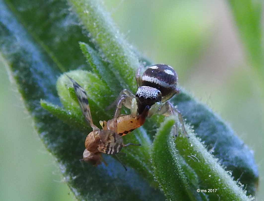 ID Tephritidae: Myopites cf. stylatus femmina
